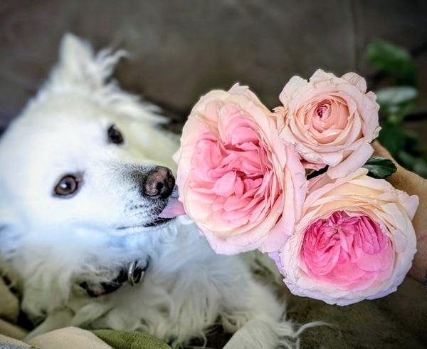 A white dog nuzzling three blush garden roses