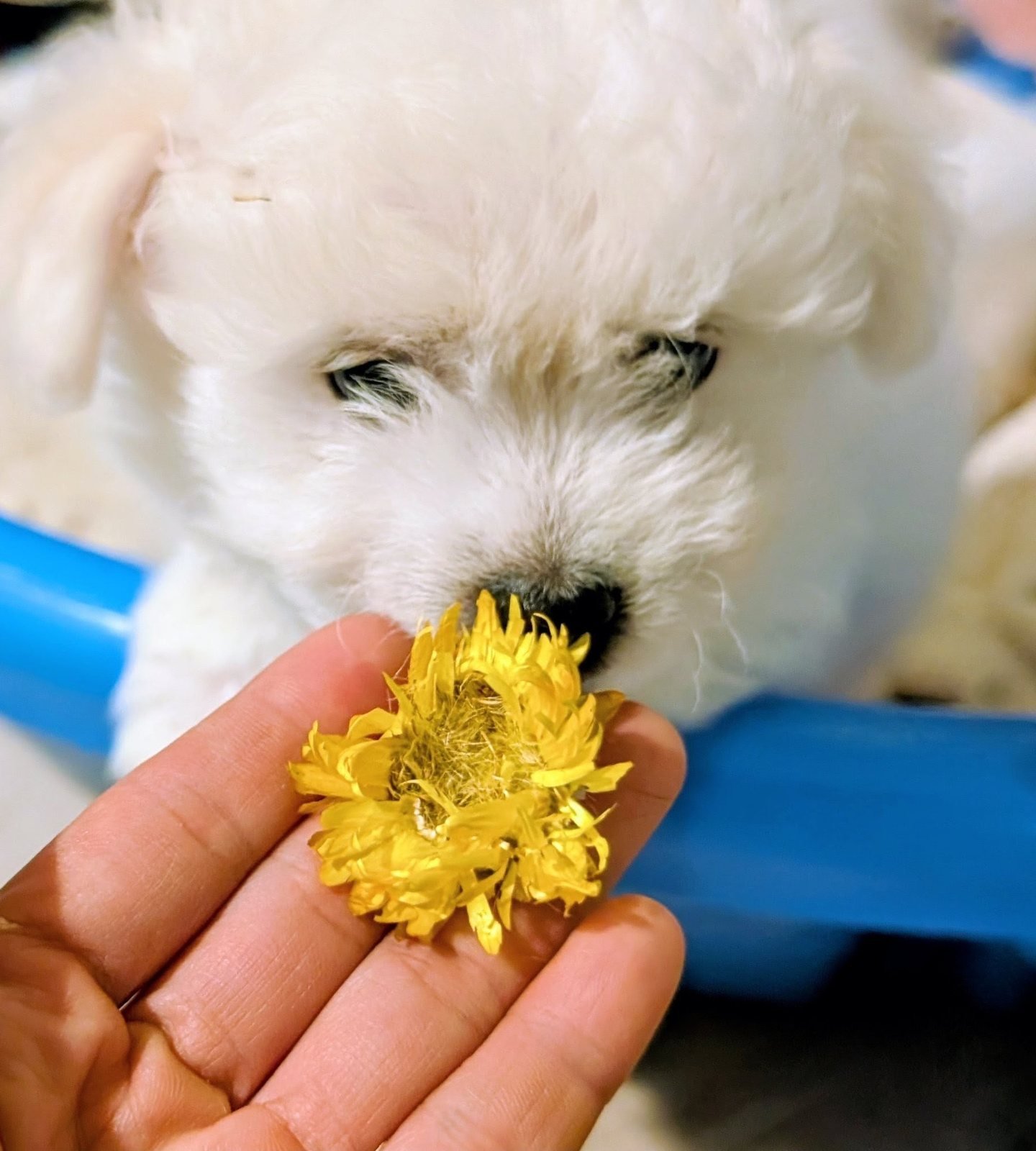 A white puppy nosing a dried yellow strawflower held in hand