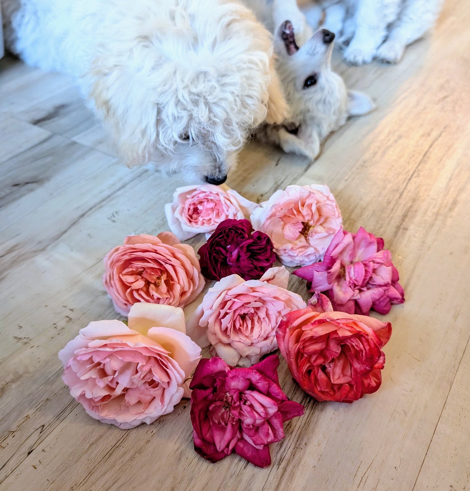 American roses in pink, coral, and deep magenta laid on pale wood floor with two white dogs sniffing them