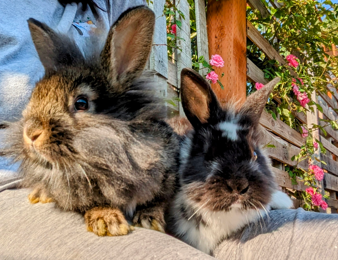 Animals are family — two lionhead rabbits resting on a lap by a rose trellis