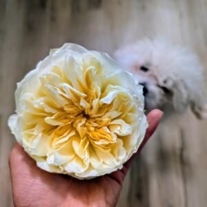 Phytu Antonia S Garden David Austin Rose Cream Yellow