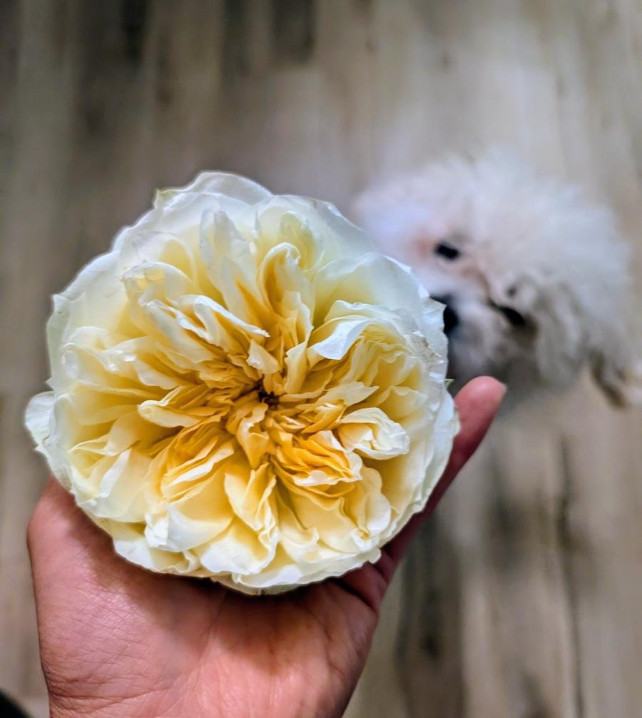 Antonia's Garden David Austin rose — cream yellow with white fluffy dog
