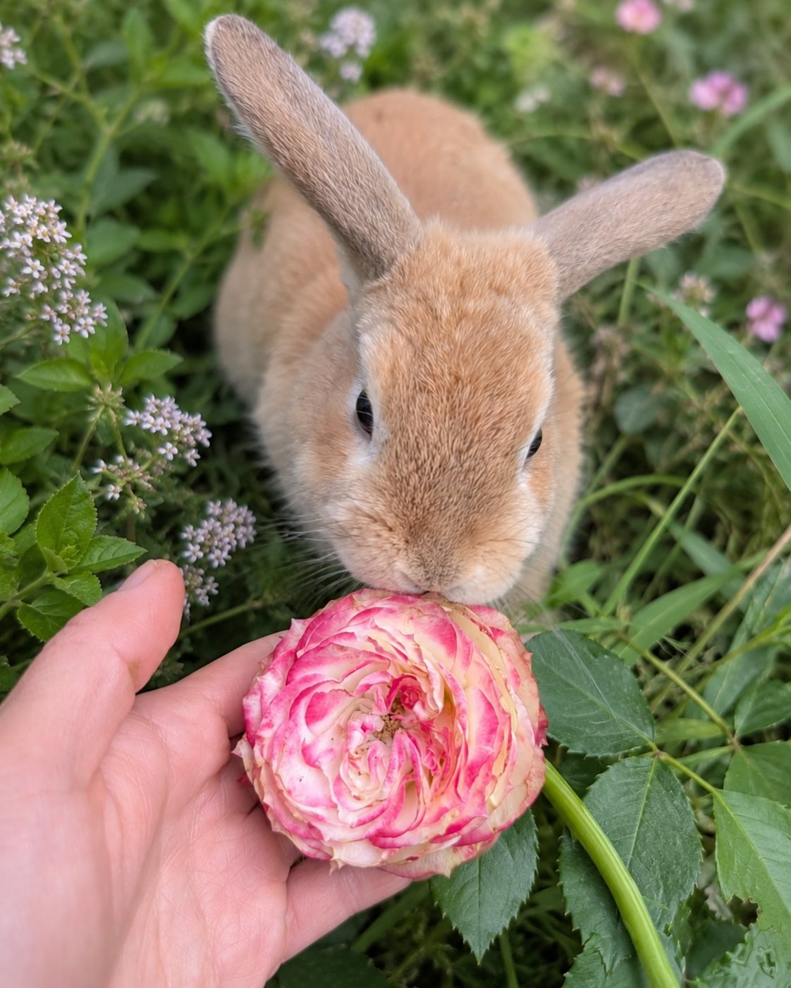 Apple Jack pink and cream rose held in hand with Momo the rabbit sniffing it