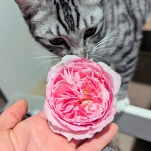 Kis Me Kat rose, deep pink quartered bloom held in hand with a cat