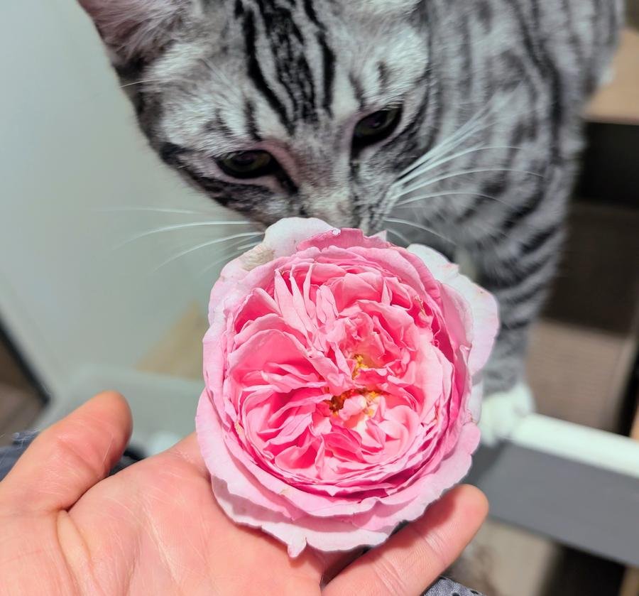 Arborose Kiss Me Kate deep pink quartered rose held in hand with Lina the silver tabby cat
