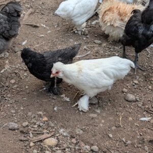 Black and white bantam half-Silkie hens side by side
