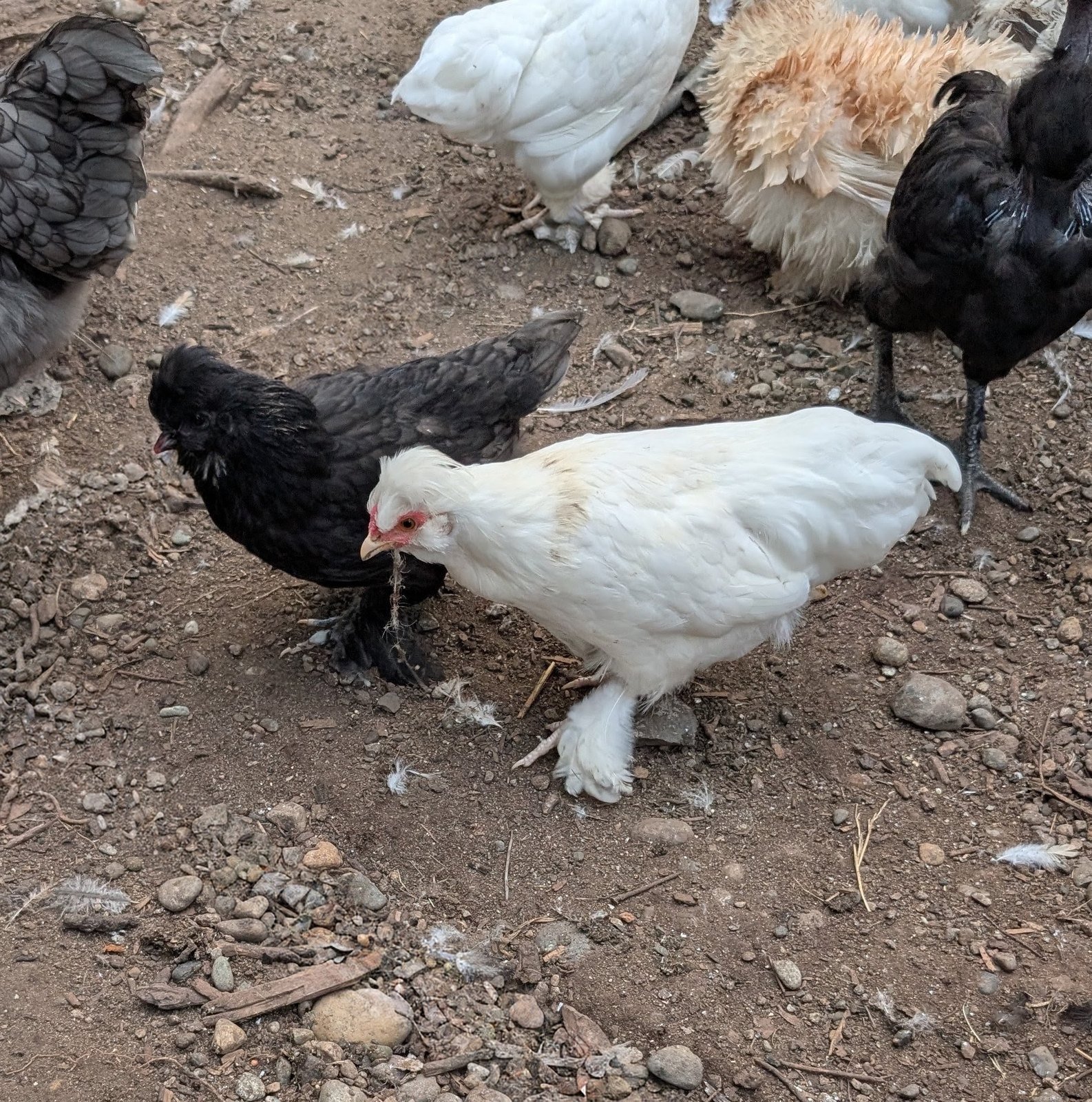 Black and white bantam half-Silkie hens side by side