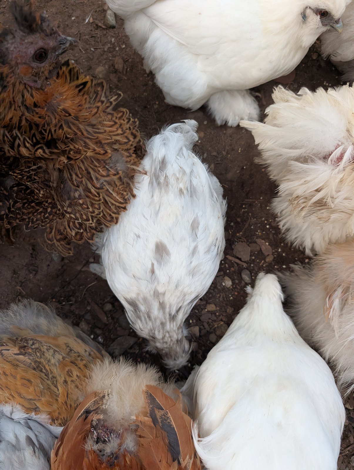 White bantam half-Silkie hen with black and grey flecking