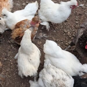 White bantam half-Silkie hens in the flock