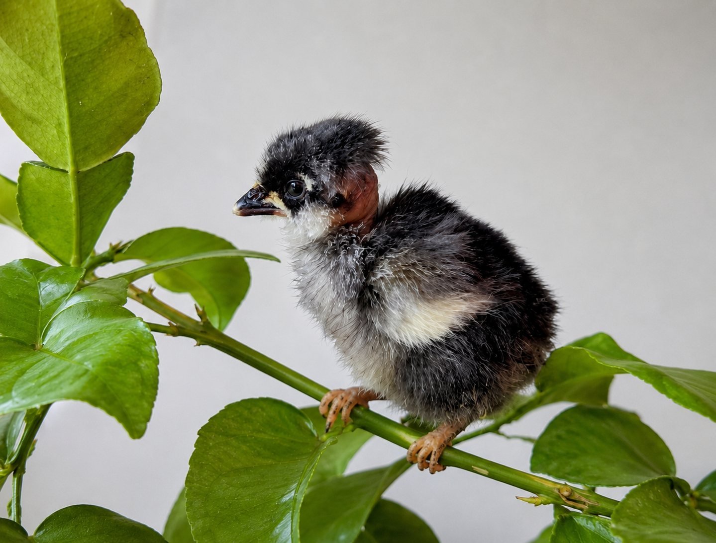 Birds — garden companion