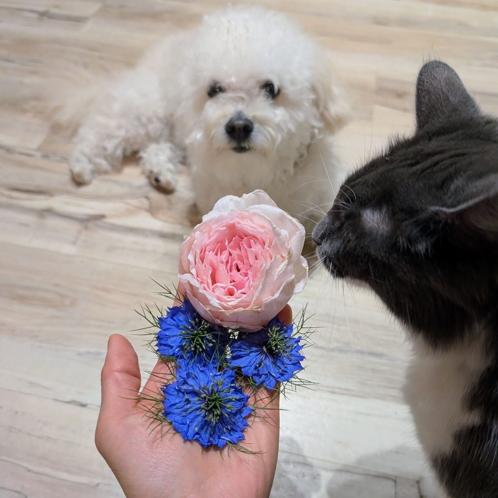 A posy of blush roses and nigella with pets alongside