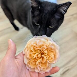 Bri Me Sun rose, apricot-yellow bloom held in hand with a black cat