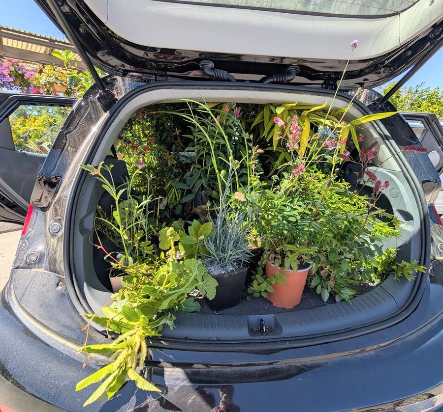 Car trunk overflowing with plants — crazy plant lover haul
