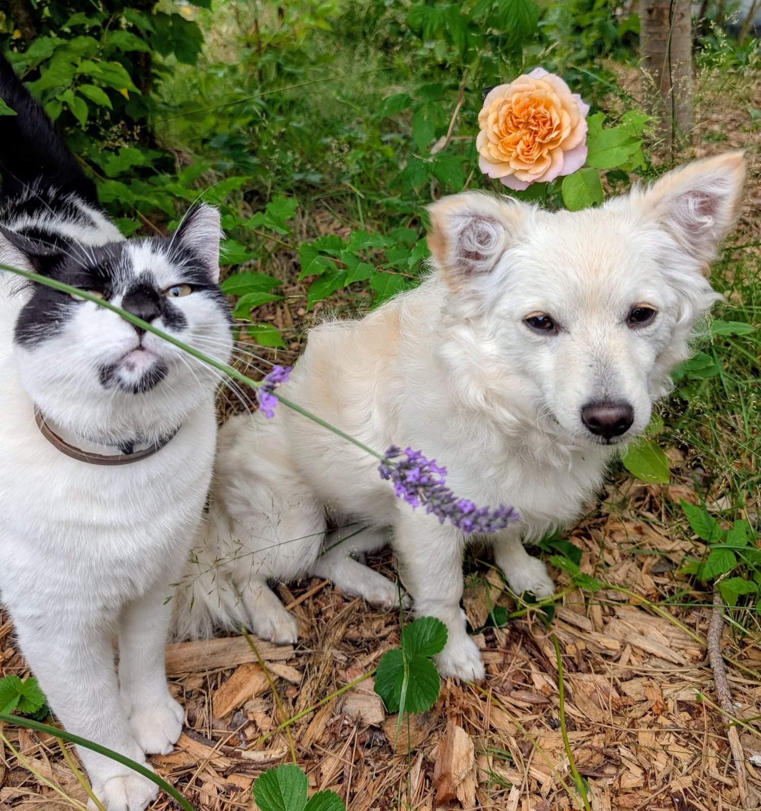 A black and white cat and a cream dog sitting together in the garden among lavender and roses