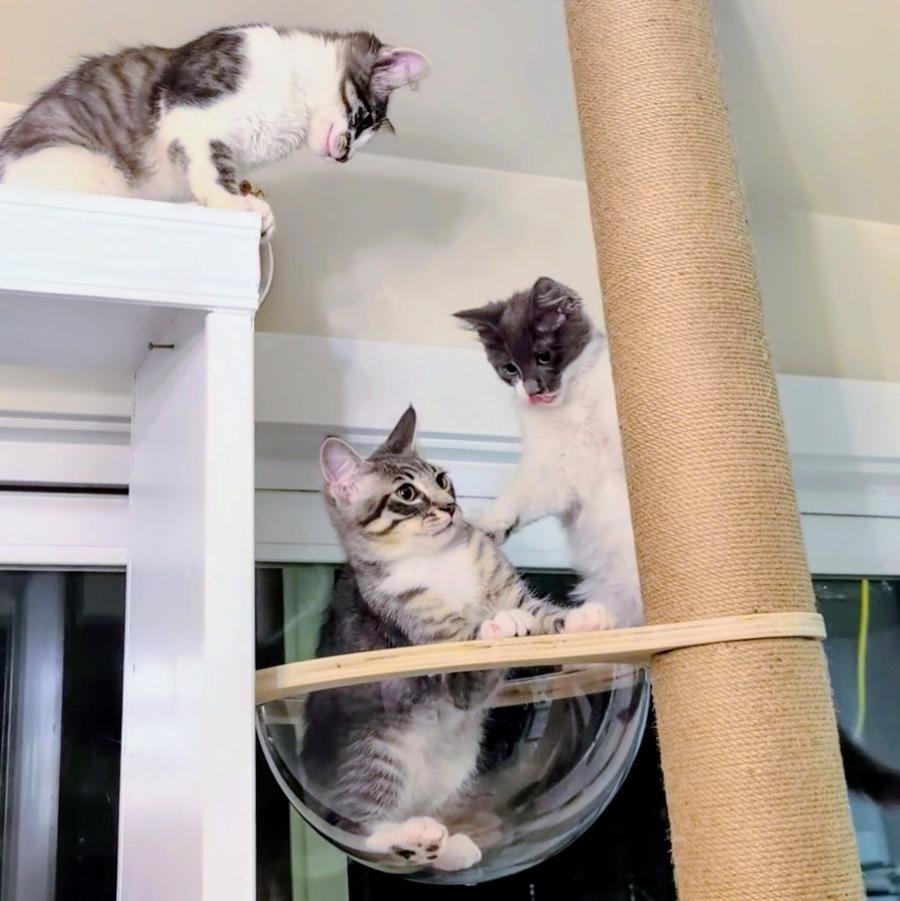 Cats