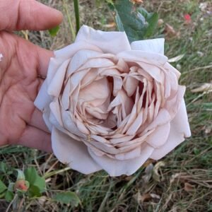phytu-cha-tow-garden-rose-mauve-bloom