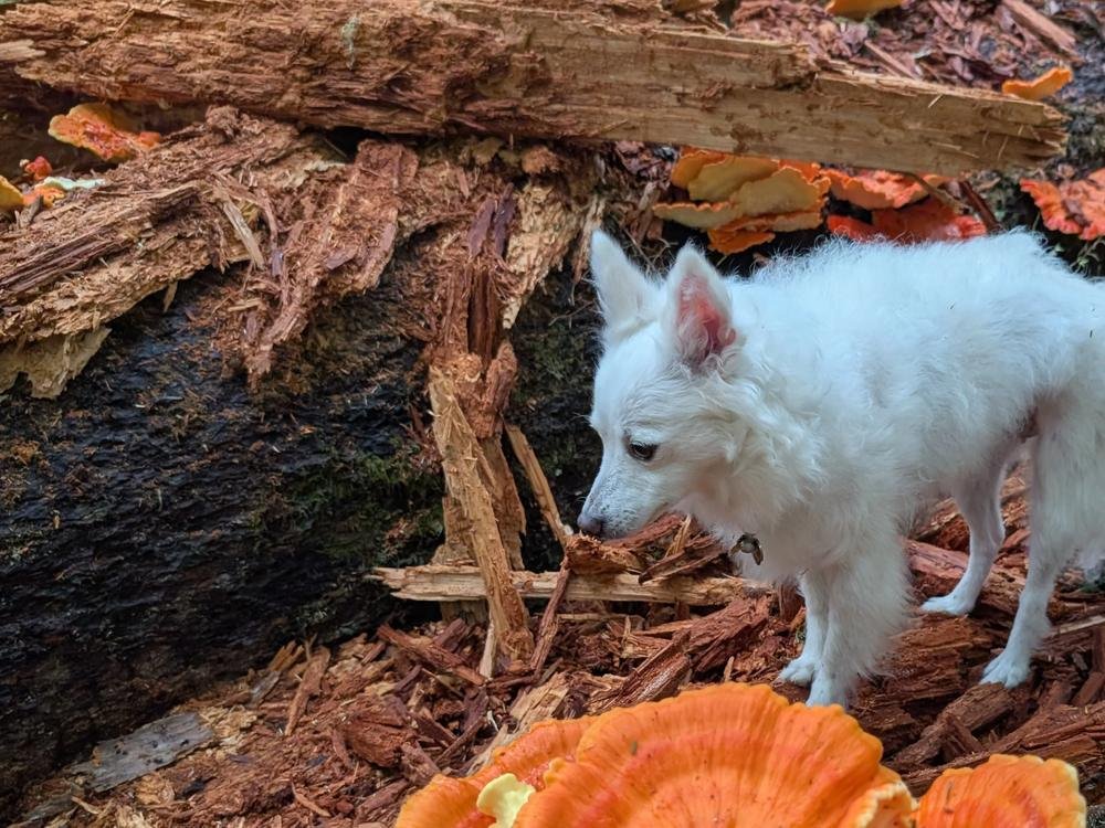 Chicken-of-the-woods bracket fungi on a decaying conifer log with Nobu the white dog