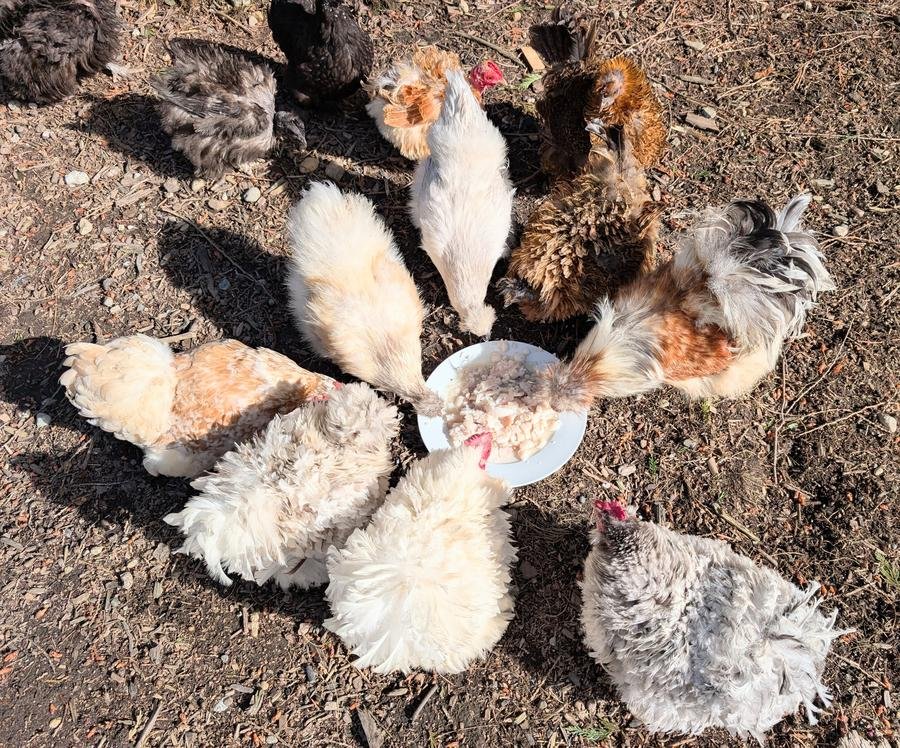 Chickens & poultry