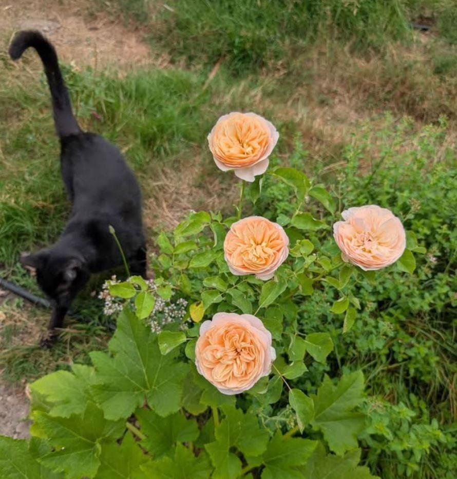 David Austin Ausjameson rose with black cat