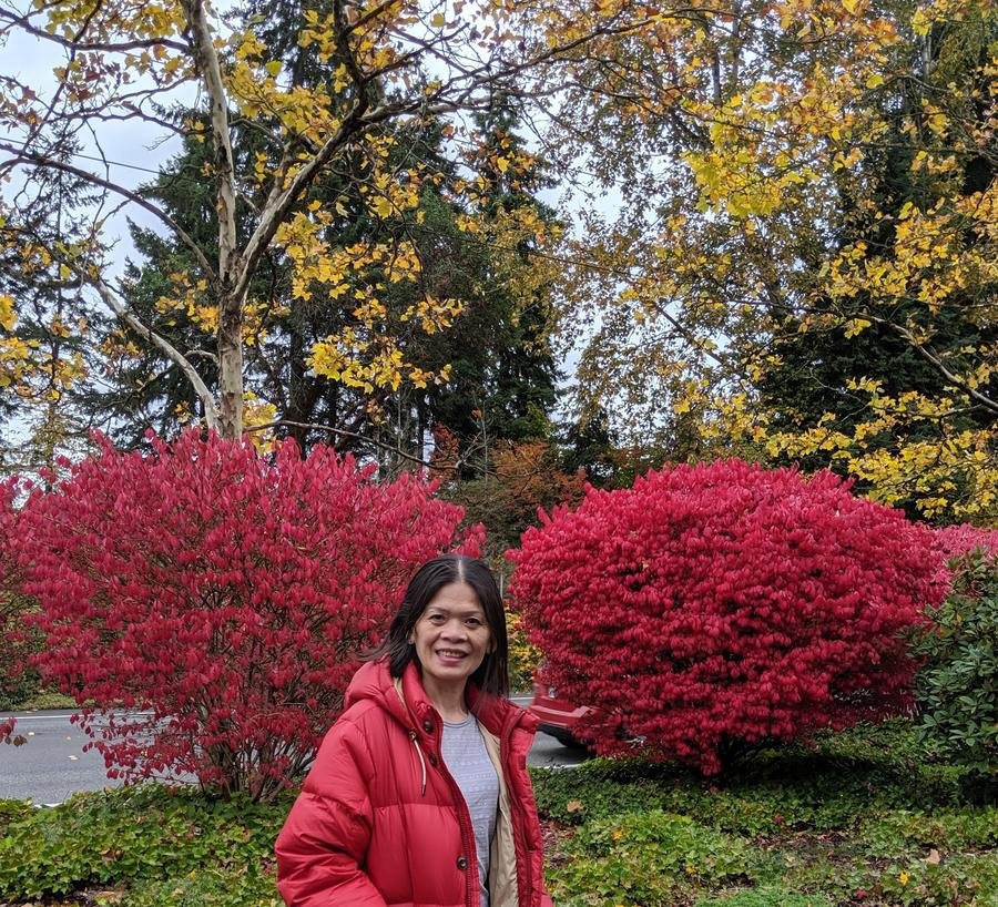 Deciduous plants — crimson burning bush and golden maples in autumn