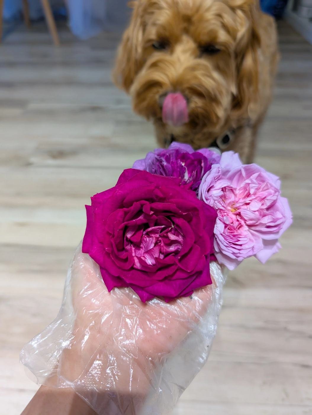 Deep magenta and pink French roses held in a gloved hand with a golden dog behind