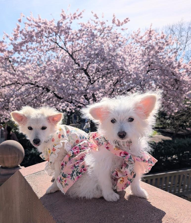 Dogs