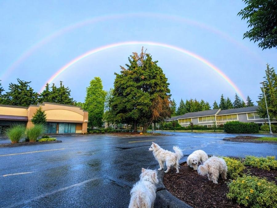 Double rainbow arching over evergreens, with white dogs looking on