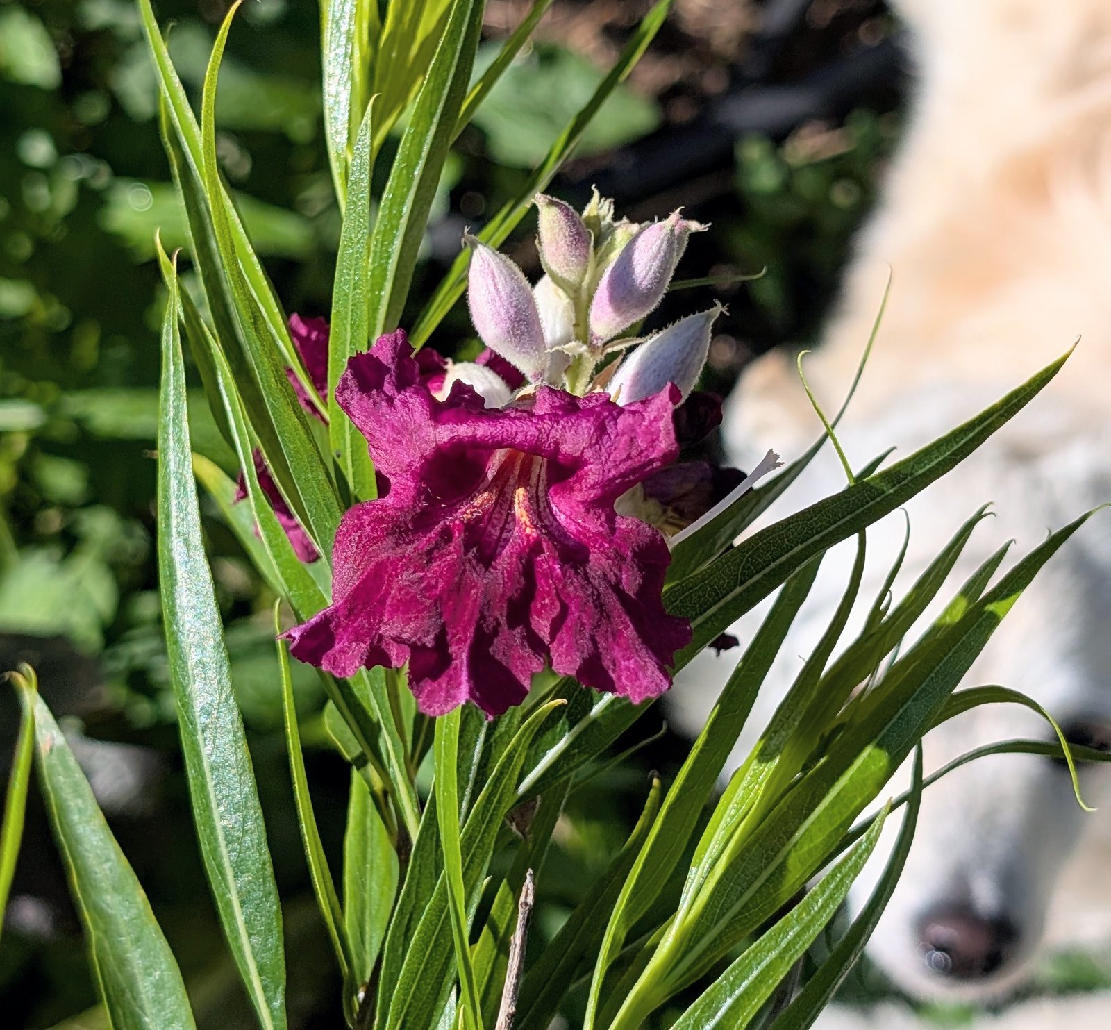Drought resistant — magenta desert willow blooms with a dog resting in the shade