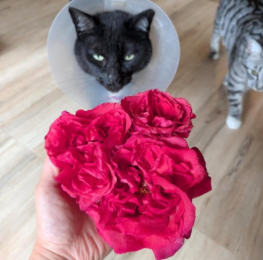 Dunkel the black cat in a cone, unimpressed by a handful of vivid red roses