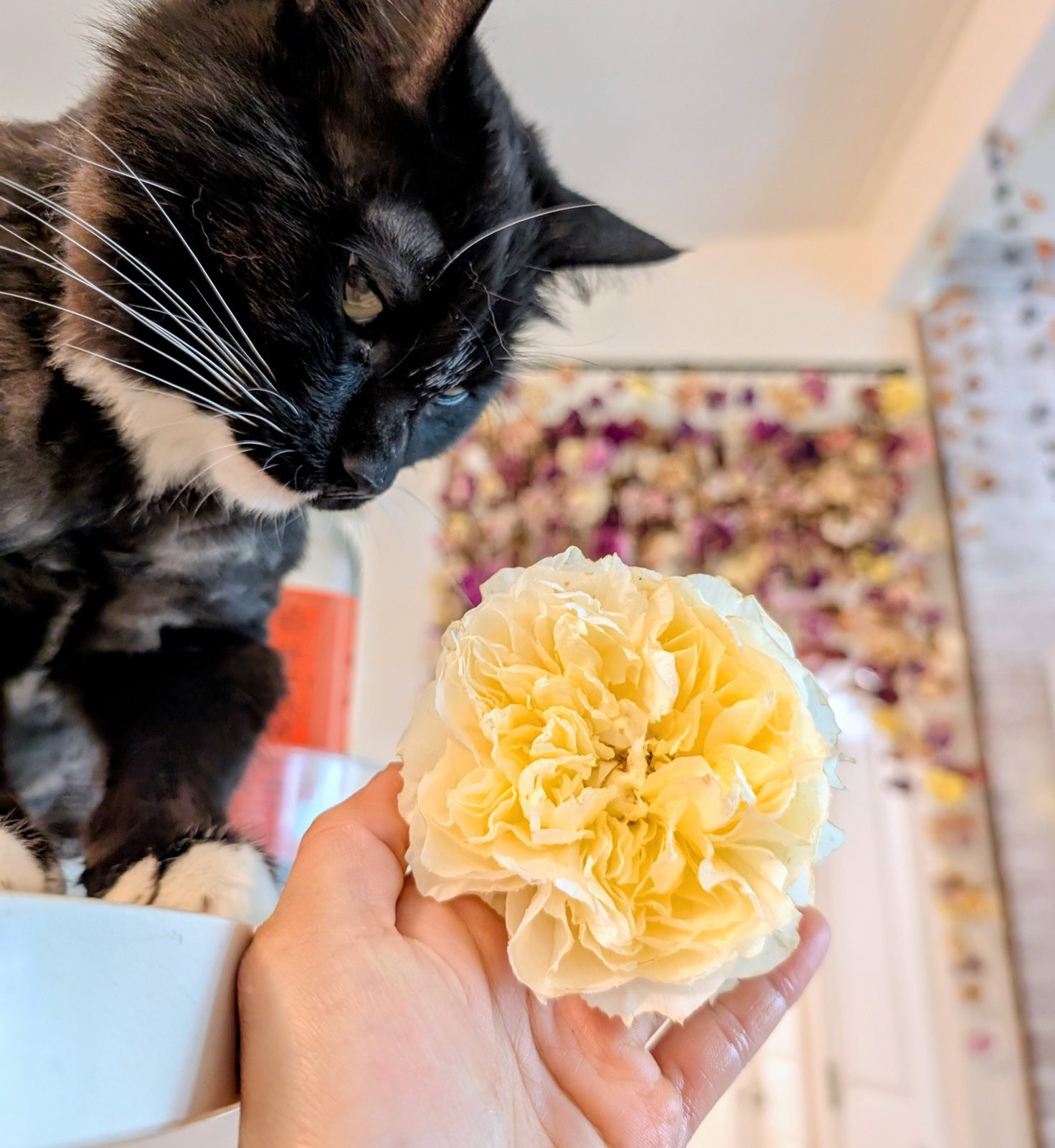 Fynn the cat next to an Effie-lookalike cream rose