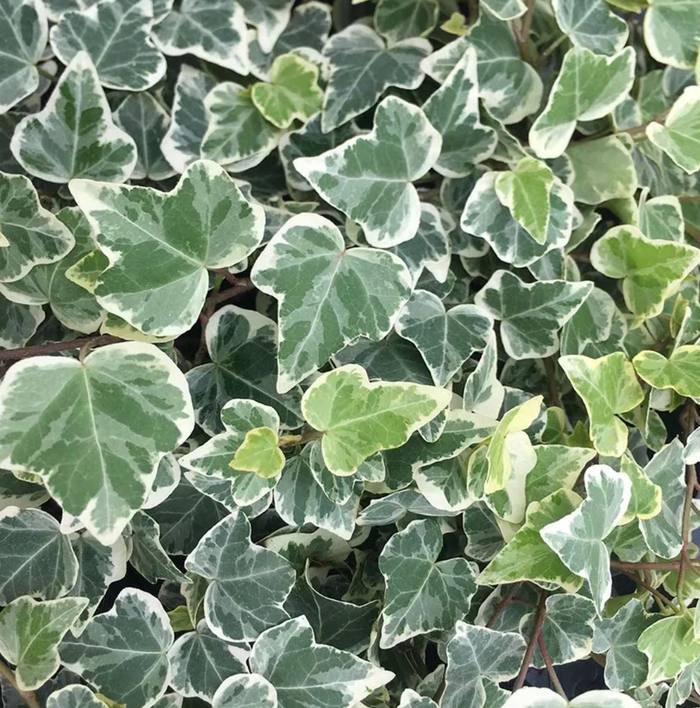 English ivy toxic invasive plant