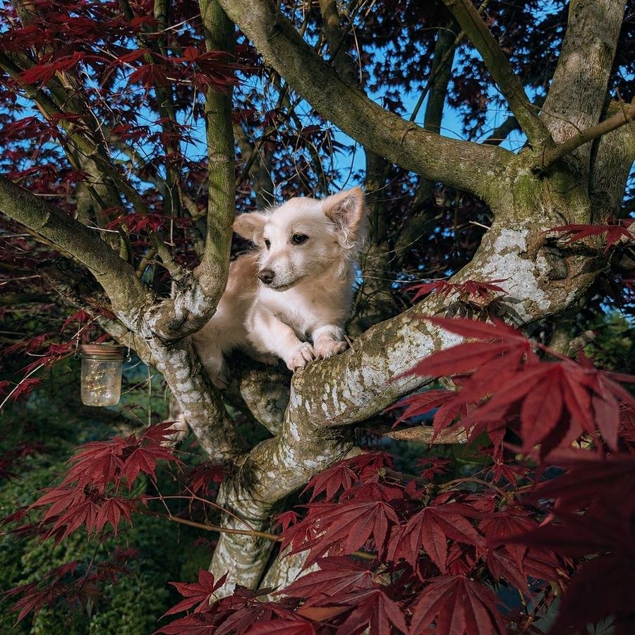 Fast Growing Trees — white dog resting in the branches of a Japanese maple