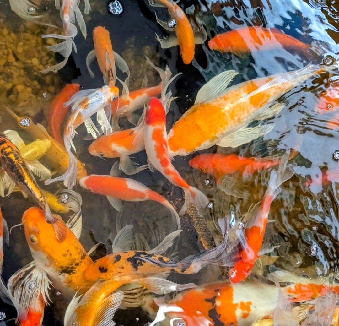 Fish — a pond full of orange and white koi