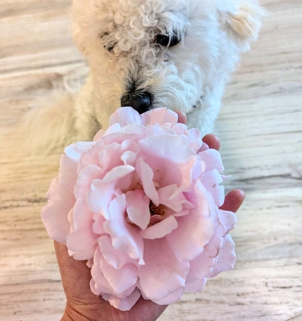 Fresh Flowers by Alexandra Farms — a corgi resting among buckets of roses