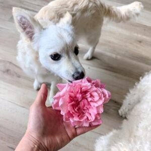 Phytu General Schablikine Rose With Grey Cat Kaori