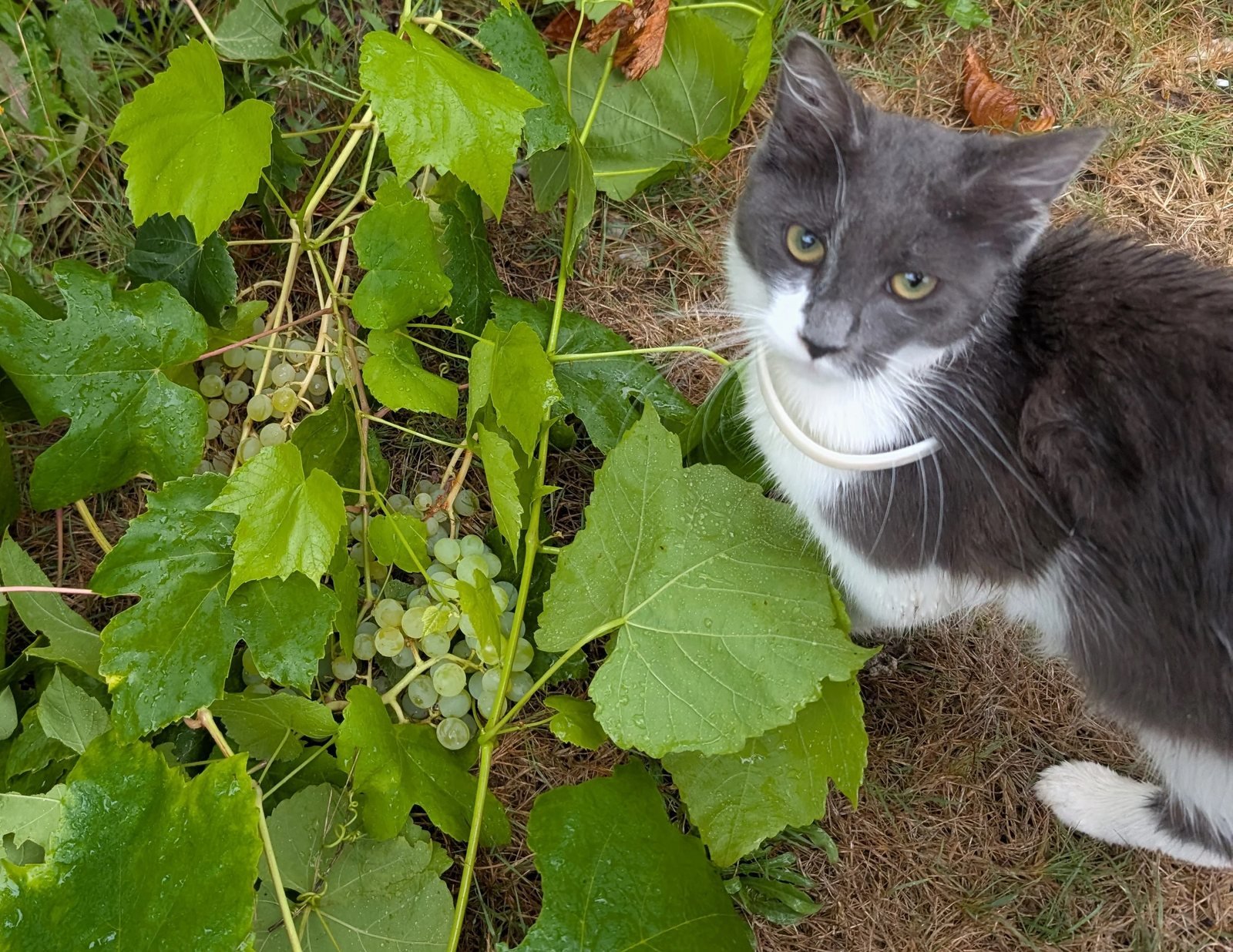 Grape vine heavy with green fruit beside a grey and white cat — grapes and raisins are toxic to dogs