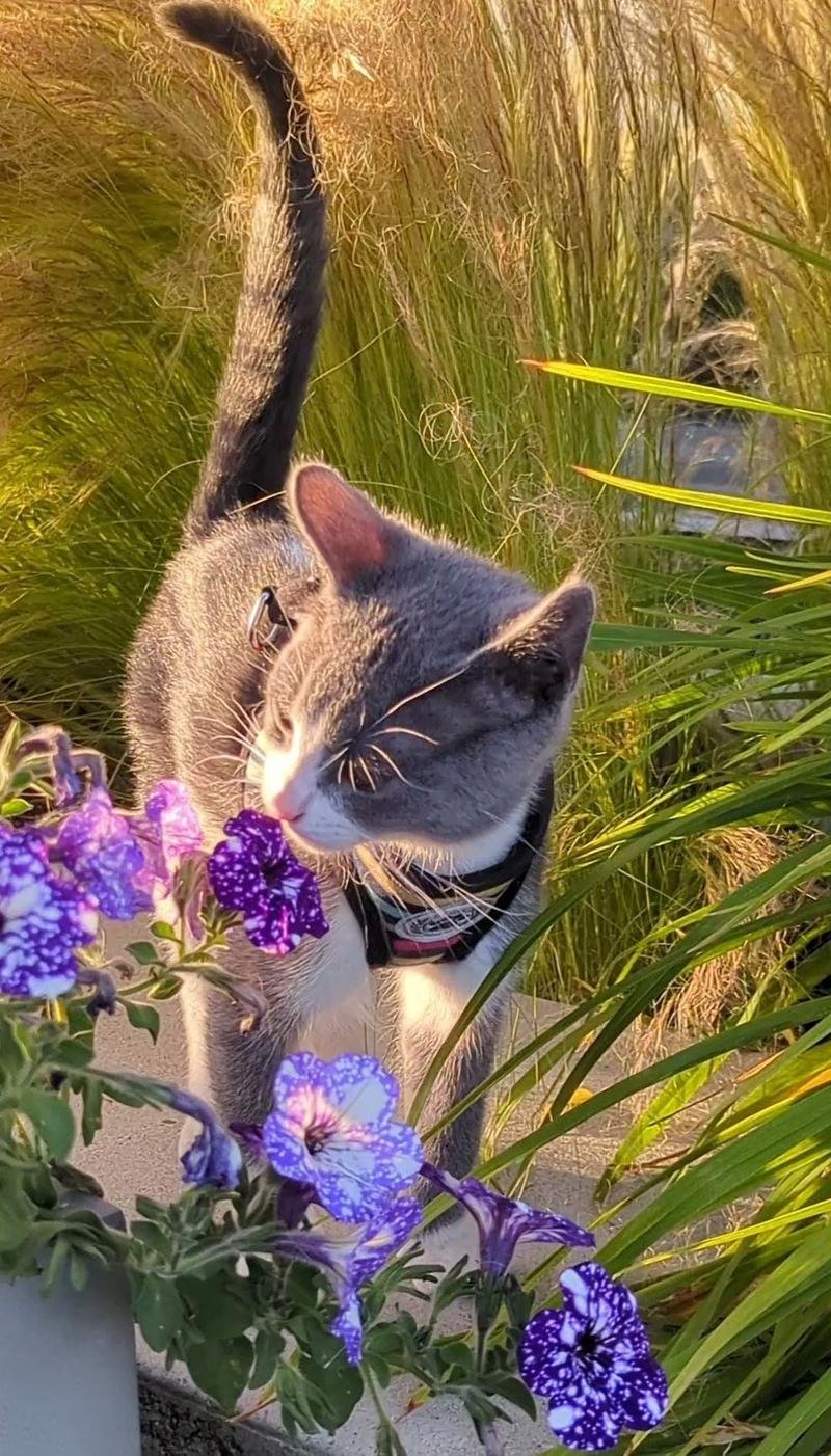 Hi Imya Rescue cat in tall grass — Bellevue WA