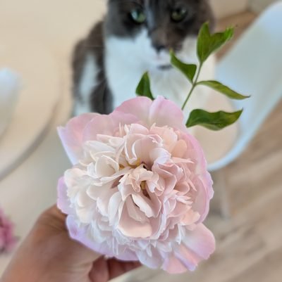 Hi Imya Rescue — cat with blush pink peony