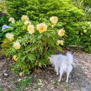 Phytu High Noon Yellow Tree Peony In Bloom With Yuki T