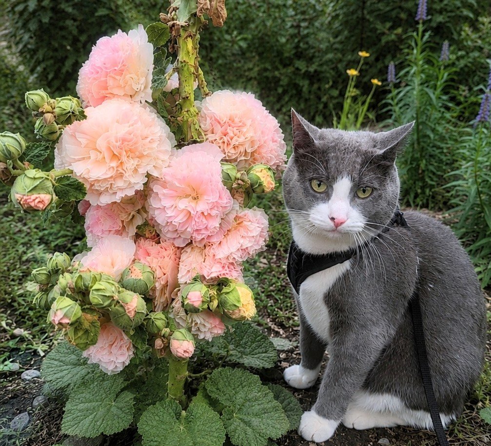 Pink hollyhock spire beside Nobu the grey and white cat in a garden