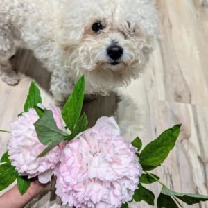 Phytu Hong Xian Nu Peony With White Fluffy Dog Valo