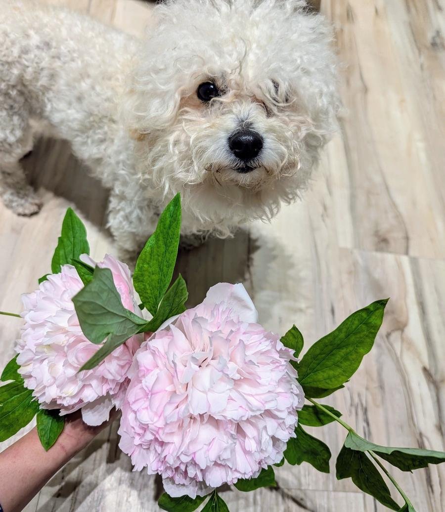 Hong Xian Nu peony with white fluffy dog Valo