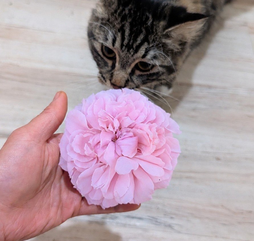 Jacques Cartier lilac rose held in hand with Lilith the tabby cat