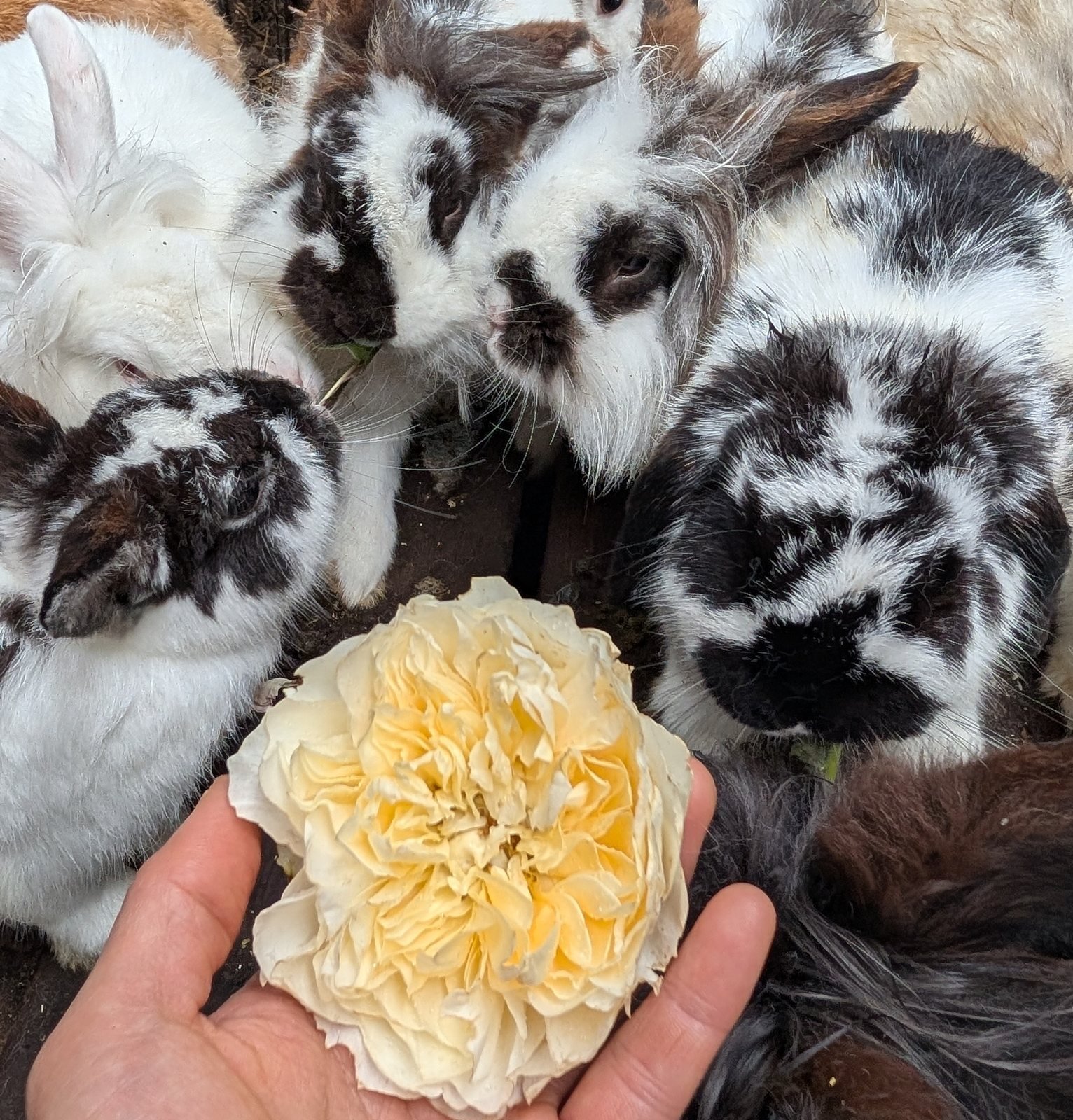 Land animals for adoption