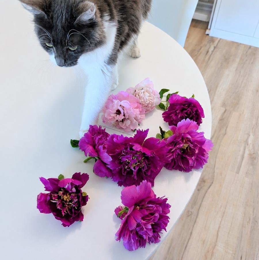 Large bloom flowering plants — tabby cat inspecting magenta peonies on table