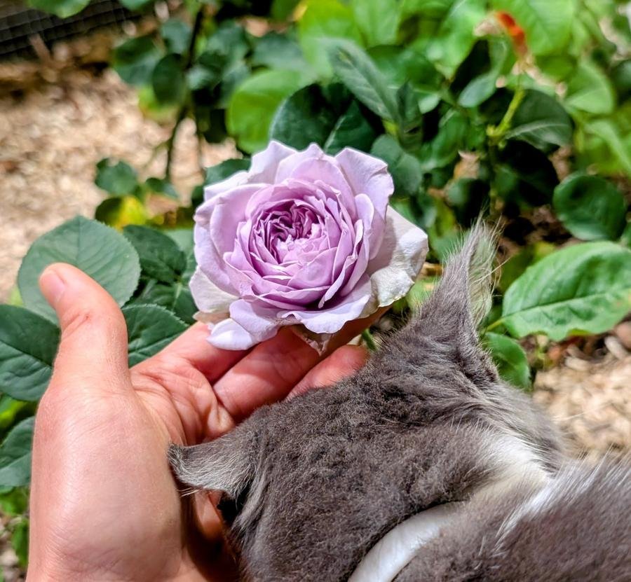 Lilas rose — grey cat Hime sniffing purple rose