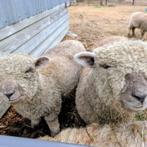 phytu-luv-babydoll-southdown-sheep-pair
