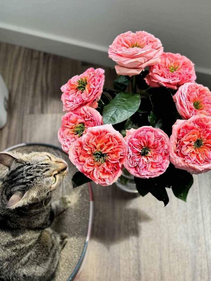Mandarin X-pression coral roses in a vase with Bytab the tabby cat