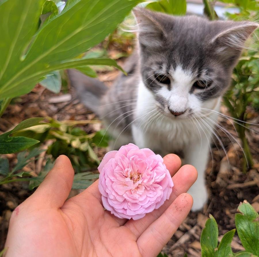 Mary Delany rose with grey kitten Luka