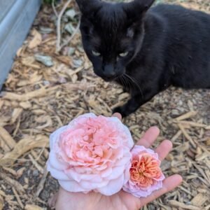 A hand holding a large blush Princess Charlene bloom and a small apricot Mikoto bloom, with a black cat watching from the mulch behind